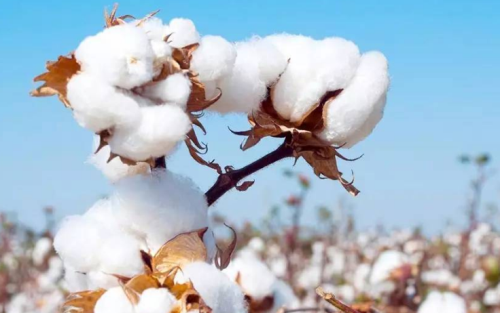 棉花期貨波動(dòng)受哪些因素影響？棉花