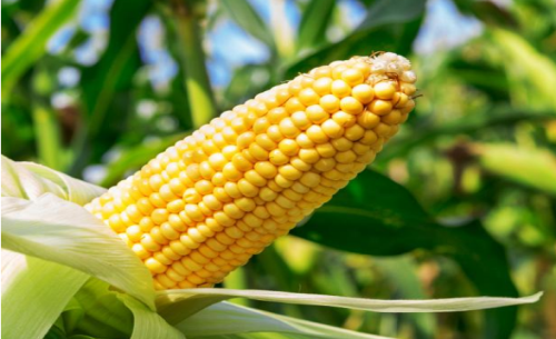 玉米期貨行情漲跌的原因？行情分析