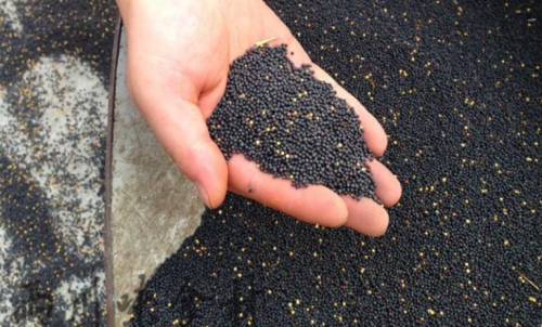 菜粕期貨是什么時(shí)候上市的？怎么交