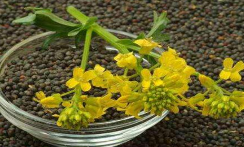 菜粕期貨的手續(xù)費(fèi)是多少？有優(yōu)惠政