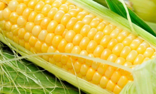 玉米期貨手續(xù)費(fèi)在平今倉中有優(yōu)惠嗎