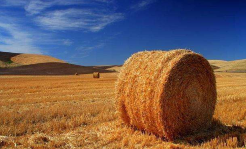 影響普麥期貨價格的因素有哪些？期