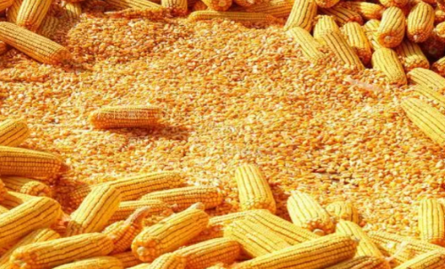 最近玉米期貨會大漲嗎？做一手玉米